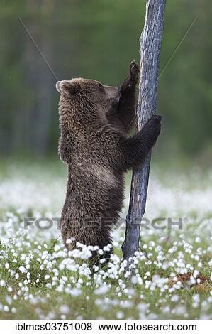 "Brown Bear (Ursus arctos) at tree trunk in cotton grass, Suomussalmi, Karelia, Finland, Europe" View Large Photo Image Stock Photo - "Brown Bear (Ursus arctos) at tree trunk in cotton grass, Suomussalmi, Karelia, Finland, Europe". Fotosearch
