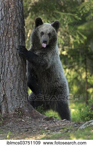 "Brown Bear (Ursus arctos) at tree trunk, Kainuu, Finland, Europe" View Large Photo Image Stock Photo - "Brown Bear (Ursus arctos) at tree trunk, Kainuu, Finland, Europe". Fotosearch