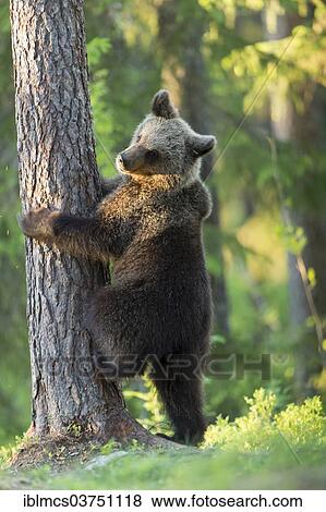 "Brown Bear (Ursus arctos) at tree trunk, Kainuu, Finland, Europe" View Large Photo Image Stock Photo - "Brown Bear (Ursus arctos) at tree trunk, Kainuu, Finland, Europe". Fotosearch