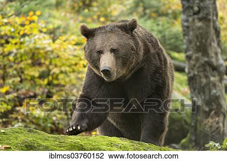 "Brown Bear (Ursus arctos), Bavarian Forest National Park game reserve, Neuschonau, Lower Bavaria, Bavaria, Germany, Europe" View Large Photo Image Stock Image - "Brown Bear (Ursus arctos), Bavarian Forest National Park game reserve, Neuschonau, Lower Bavaria, Bavaria, Germany, Europe". Fotosearch