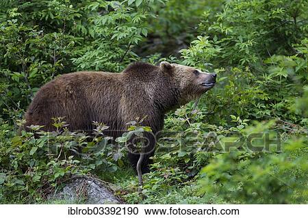 "Brown Bear (Ursus arctos), Bavarian Forest National Park game reserve, Neuschonau, Lower Bavaria, Bavaria, Germany, Europe" View Large Photo Image Stock Image - "Brown Bear (Ursus arctos), Bavarian Forest National Park game reserve, Neuschonau, Lower Bavaria, Bavaria, Germany, Europe". Fotosearch