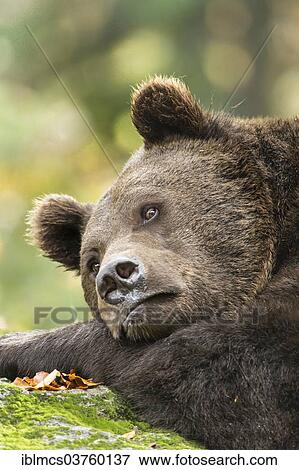 "Brown Bear (Ursus arctos), Bavarian Forest National Park game reserve, Neuschonau, Lower Bavaria, Bavaria, Germany, Europe" View Large Photo Image Stock Photo - "Brown Bear (Ursus arctos), Bavarian Forest National Park game reserve, Neuschonau, Lower Bavaria, Bavaria, Germany, Europe". Fotosearch