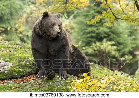 Stock Photo - "Brown Bear (Ursus arctos), Bavarian Forest National Park game reserve, Neuschonau, Lower Bavaria, Bavaria, Germany, Europe". Fotosearch