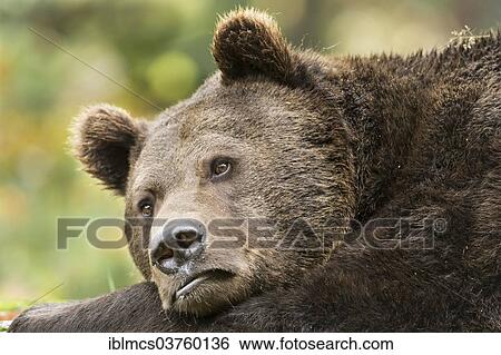 Stock Photograph - "Brown Bear (Ursus arctos), Bavarian Forest National Park game reserve, Neuschonau, Lower Bavaria, Bavaria, Germany, Europe". Fotosearch