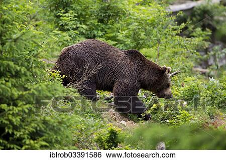 "Brown Bear (Ursus arctos), Bavarian Forest National Park game reserve, Neuschonau, Lower Bavaria, Bavaria, Germany, Europe" View Large Photo Image Stock Photograph - "Brown Bear (Ursus arctos), Bavarian Forest National Park game reserve, Neuschonau, Lower Bavaria, Bavaria, Germany, Europe". Fotosearch
