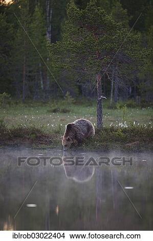 "Brown Bear (Ursus arctos) beside a lake at midnight, Karelia, Finland, Europe" View Large Photo Image Picture - "Brown Bear (Ursus arctos) beside a lake at midnight, Karelia, Finland, Europe". Fotosearch