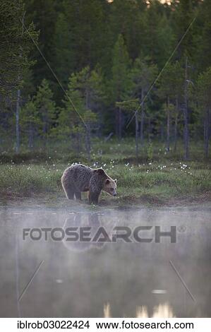 "Brown Bear (Ursus arctos) beside a lake at midnight, Karelia, Finland, Europe" View Large Photo Image Picture - "Brown Bear (Ursus arctos) beside a lake at midnight, Karelia, Finland, Europe". Fotosearch