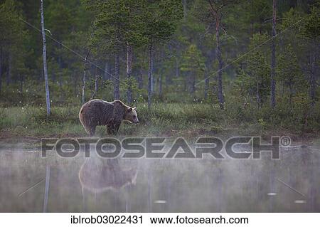 "Brown Bear (Ursus arctos) beside a lake at midnight, Karelia, Finland, Europe" View Large Photo Image Stock Image - "Brown Bear (Ursus arctos) beside a lake at midnight, Karelia, Finland, Europe". Fotosearch