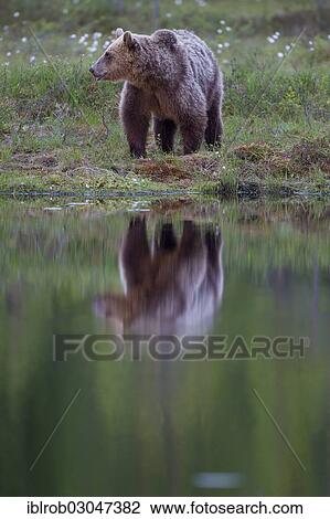 "Brown Bear (Ursus arctos) beside a lake, Karelia, Finland, Europe" View Large Photo Image Stock Image - "Brown Bear (Ursus arctos) beside a lake, Karelia, Finland, Europe". Fotosearch