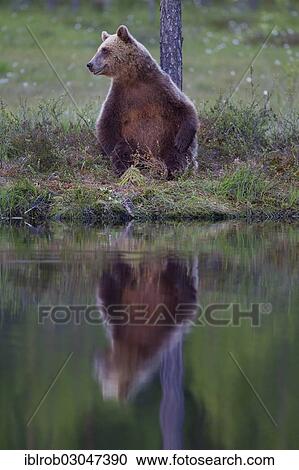 "Brown Bear (Ursus arctos) beside a lake, Karelia, Finland, Europe" View Large Photo Image Stock Image - "Brown Bear (Ursus arctos) beside a lake, Karelia, Finland, Europe". Fotosearch