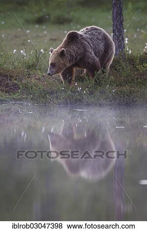 "Brown Bear (Ursus arctos) beside a lake, Karelia, Finland, Europe" View Large Photo Image Stock Photo - "Brown Bear (Ursus arctos) beside a lake, Karelia, Finland, Europe". Fotosearch