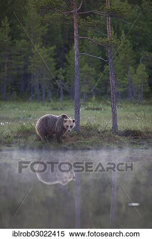 "Brown Bear (Ursus arctos) beside a lake at midnight, Karelia, Finland, Europe" View Large Photo Image Stock Photography - "Brown Bear (Ursus arctos) beside a lake at midnight, Karelia, Finland, Europe". Fotosearch
