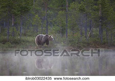 "Brown Bear (Ursus arctos) beside a lake at midnight, Karelia, Finland, Europe" View Large Photo Image Stock Photography - "Brown Bear (Ursus arctos) beside a lake at midnight, Karelia, Finland, Europe". Fotosearch