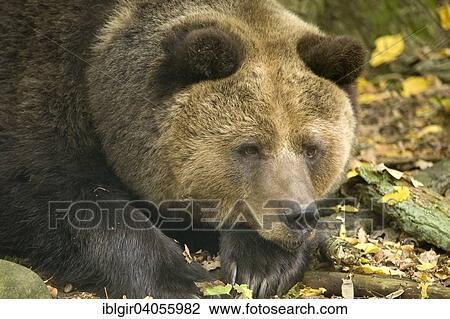 "Brown Bear (Ursus arctos), captive, Barenwald Muritz, Bear Forest, Mecklenburg-Western Pomerania, Germany, Europe" View Large Photo Image Stock Image - "Brown Bear (Ursus arctos), captive, Barenwald Muritz, Bear Forest, Mecklenburg-Western Pomerania, Germany, Europe". Fotosearch