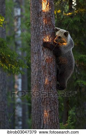 "Brown Bear (Ursus arctos) climbing a tree, Karelia, Finland, Europe" View Large Photo Image Stock Photo - "Brown Bear (Ursus arctos) climbing a tree, Karelia, Finland, Europe". Fotosearch