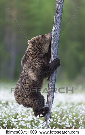"Brown Bear (Ursus arctos) climbing tree trunk in cotton grass, Suomussalmi, Karelia, Finland, Europe" View Large Photo Image Stock Photo - "Brown Bear (Ursus arctos) climbing tree trunk in cotton grass, Suomussalmi, Karelia, Finland, Europe". Fotosearch