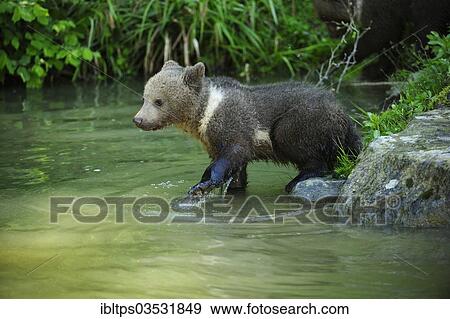 "Brown Bear (Ursus arctos) cub, 4 months, walking through water, Langenberg Zoo, Adliswil, Canton of Zurich, Switzerland, Europe" View Large Photo Image Stock Photo - "Brown Bear (Ursus arctos) cub, 4 months, walking through water, Langenberg Zoo, Adliswil, Canton of Zurich, Switzerland, Europe". Fotosearch
