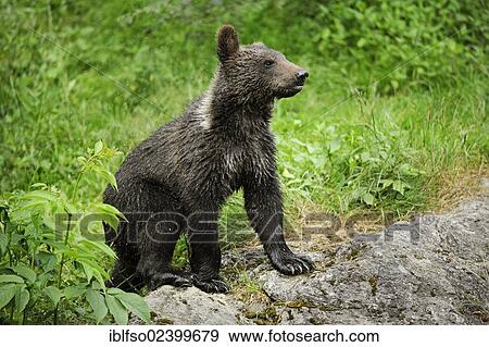"Brown bear (Ursus arctos), cub, animal park, Bavarian Forest National Park, Bavaria, Germany, Europe" View Large Photo Image Stock Photo - "Brown bear (Ursus arctos), cub, animal park, Bavarian Forest National Park, Bavaria, Germany, Europe". Fotosearch