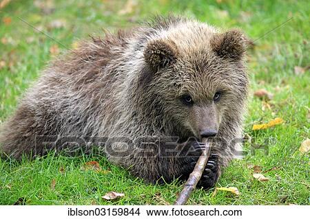 "Brown Bear (Ursus arctos) cub chewing on stick, captive, Cleebronn, Baden-Wurttemberg, Germany, Europe" View Large Photo Image Picture - "Brown Bear (Ursus arctos) cub chewing on stick, captive, Cleebronn, Baden-Wurttemberg, Germany, Europe". Fotosearch