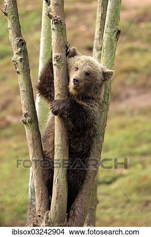"Brown Bear (Ursus arctos) cub climbing a tree, captive, Baden-Wurttemberg, Germany, Europe" View Large Photo Image Picture - "Brown Bear (Ursus arctos) cub climbing a tree, captive, Baden-Wurttemberg, Germany, Europe". Fotosearch