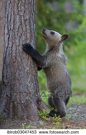 "Brown Bear (Ursus arctos) cub climbing a tree, Karelia, Finland, Europe" View Large Photo Image Stock Image - "Brown Bear (Ursus arctos) cub climbing a tree, Karelia, Finland, Europe". Fotosearch