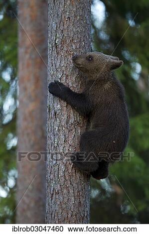 Stock Image - "Brown Bear (Ursus arctos) cub climbing a tree, Karelia, Finland, Europe". Fotosearch