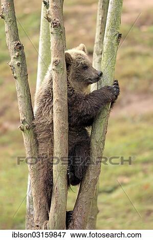 "Brown Bear (Ursus arctos) cub climbing in tree, captive, Cleebronn, Baden-Wurttemberg, Germany, Europe" View Large Photo Image Stock Photo - "Brown Bear (Ursus arctos) cub climbing in tree, captive, Cleebronn, Baden-Wurttemberg, Germany, Europe". Fotosearch