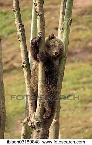 "Brown Bear (Ursus arctos) cub climbing in tree, captive, Cleebronn, Baden-Wurttemberg, Germany, Europe" View Large Photo Image Stock Photo - "Brown Bear (Ursus arctos) cub climbing in tree, captive, Cleebronn, Baden-Wurttemberg, Germany, Europe". Fotosearch