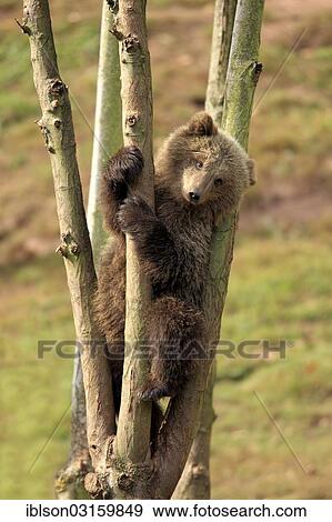 "Brown Bear (Ursus arctos) cub climbing in tree, captive, Cleebronn, Baden-Wurttemberg, Germany, Europe" View Large Photo Image Stock Photo - "Brown Bear (Ursus arctos) cub climbing in tree, captive, Cleebronn, Baden-Wurttemberg, Germany, Europe". Fotosearch