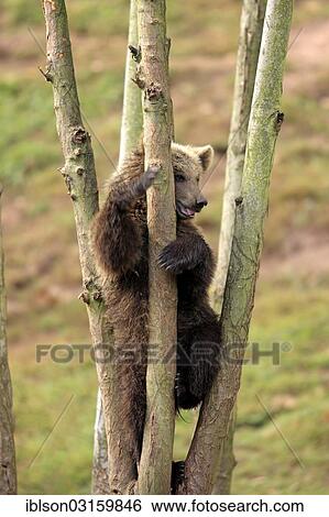 "Brown Bear (Ursus arctos) cub climbing in tree, captive, Cleebronn, Baden-Wurttemberg, Germany, Europe" View Large Photo Image Stock Photograph - "Brown Bear (Ursus arctos) cub climbing in tree, captive, Cleebronn, Baden-Wurttemberg, Germany, Europe". Fotosearch