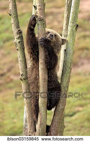 "Brown Bear (Ursus arctos) cub climbing in tree, captive, Cleebronn, Baden-Wurttemberg, Germany, Europe" View Large Photo Image Stock Photography - "Brown Bear (Ursus arctos) cub climbing in tree, captive, Cleebronn, Baden-Wurttemberg, Germany, Europe". Fotosearch