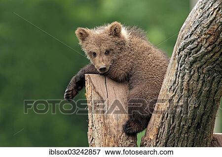 "Brown Bear (Ursus arctos) cub, lying on a tree, captive, Baden-Wurttemberg, Germany, Europe" View Large Photo Image Stock Photo - "Brown Bear (Ursus arctos) cub, lying on a tree, captive, Baden-Wurttemberg, Germany, Europe". Fotosearch