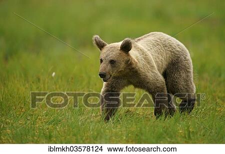 "Brown Bear (Ursus arctos), cub, Suomussalmi, Kainuu, Finland, Europe" View Large Photo Image Picture - "Brown Bear (Ursus arctos), cub, Suomussalmi, Kainuu, Finland, Europe". Fotosearch