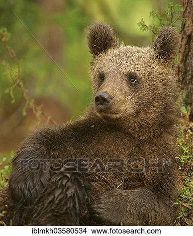 "Brown Bear (Ursus arctos), cub, Suomussalmi, Kainuu, Finland, Europe" View Large Photo Image Picture - "Brown Bear (Ursus arctos), cub, Suomussalmi, Kainuu, Finland, Europe". Fotosearch