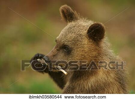 "Brown Bear (Ursus arctos), cub, Suomussalmi, Kainuu, Finland, Europe" View Large Photo Image Picture - "Brown Bear (Ursus arctos), cub, Suomussalmi, Kainuu, Finland, Europe". Fotosearch