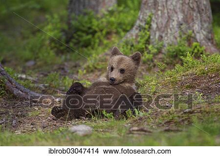 "Brown Bear (Ursus arctos) cub, Karelia, Finland, Europe" View Large Photo Image Picture - "Brown Bear (Ursus arctos) cub, Karelia, Finland, Europe". Fotosearch