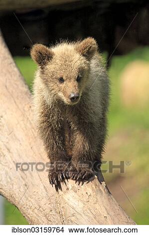 "Brown Bear (Ursus arctos) cub, standing on tree trunk, captive, Cleebronn, Baden-Wurttemberg, Germany, Europe" View Large Photo Image Picture - "Brown Bear (Ursus arctos) cub, standing on tree trunk, captive, Cleebronn, Baden-Wurttemberg, Germany, Europe". Fotosearch