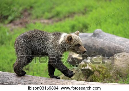"Brown Bear (Ursus arctos) cub, captive, Cleebronn, Baden-Wurttemberg, Germany, Europe" View Large Photo Image Picture - "Brown Bear (Ursus arctos) cub, captive, Cleebronn, Baden-Wurttemberg, Germany, Europe". Fotosearch