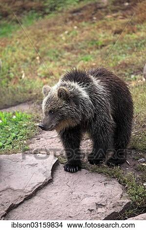 "Brown Bear (Ursus arctos) cub, captive, Cleebronn, Baden-Wurttemberg, Germany, Europe" View Large Photo Image Picture - "Brown Bear (Ursus arctos) cub, captive, Cleebronn, Baden-Wurttemberg, Germany, Europe". Fotosearch