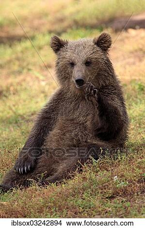 "Brown Bear (Ursus arctos) cub, captive, Baden-Wurttemberg, Germany, Europe" View Large Photo Image Picture - "Brown Bear (Ursus arctos) cub, captive, Baden-Wurttemberg, Germany, Europe". Fotosearch