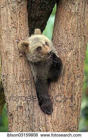 "Brown Bear (Ursus arctos) cub sitting in a tree fork, captive, Cleebronn, Baden-Wurttemberg, Germany, Europe" View Large Photo Image Stock Photo - "Brown Bear (Ursus arctos) cub sitting in a tree fork, captive, Cleebronn, Baden-Wurttemberg, Germany, Europe". Fotosearch