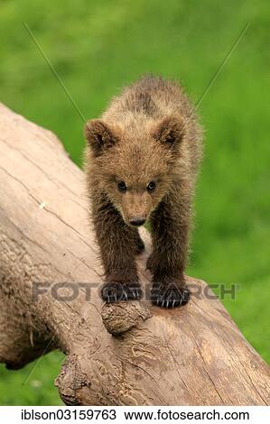 "Brown Bear (Ursus arctos) cub standing on tree trunk, captive, Cleebronn, Baden-Wurttemberg, Germany, Europe" View Large Photo Image Stock Image - "Brown Bear (Ursus arctos) cub standing on tree trunk, captive, Cleebronn, Baden-Wurttemberg, Germany, Europe". Fotosearch