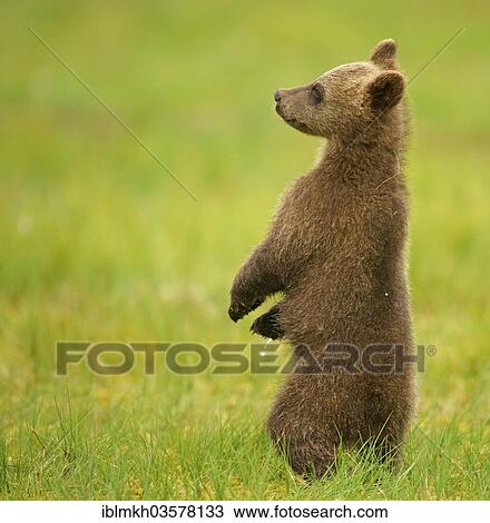 "Brown Bear (Ursus arctos), cub, Suomussalmi, Kainuu, Finland, Europe" View Large Photo Image Stock Image - "Brown Bear (Ursus arctos), cub, Suomussalmi, Kainuu, Finland, Europe". Fotosearch