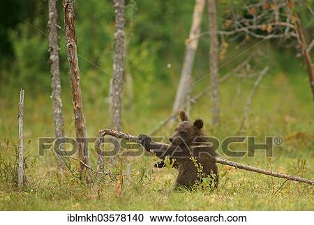"Brown Bear (Ursus arctos), cub, Suomussalmi, Kainuu, Finland, Europe" View Large Photo Image Stock Image - "Brown Bear (Ursus arctos), cub, Suomussalmi, Kainuu, Finland, Europe". Fotosearch