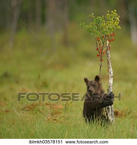 "Brown Bear (Ursus arctos), cub, Suomussalmi, Kainuu, Finland, Europe" View Large Photo Image Stock Image - "Brown Bear (Ursus arctos), cub, Suomussalmi, Kainuu, Finland, Europe". Fotosearch