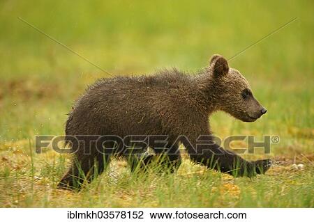 "Brown Bear (Ursus arctos), cub, Suomussalmi, Kainuu, Finland, Europe" View Large Photo Image Stock Image - "Brown Bear (Ursus arctos), cub, Suomussalmi, Kainuu, Finland, Europe". Fotosearch