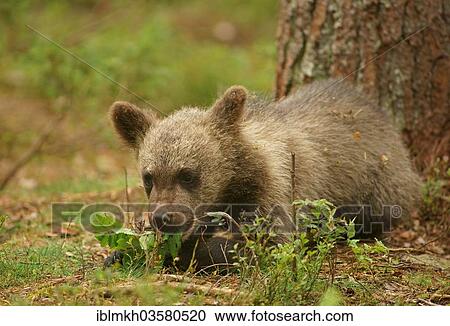 Stock Image - "Brown Bear (Ursus arctos), cub, Suomussalmi, Kainuu, Finland, Europe". Fotosearch