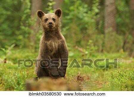 "Brown Bear (Ursus arctos), cub, Suomussalmi, Kainuu, Finland, Europe" View Large Photo Image Stock Image - "Brown Bear (Ursus arctos), cub, Suomussalmi, Kainuu, Finland, Europe". Fotosearch