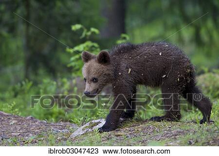 "Brown Bear (Ursus arctos) cub, Karelia, Finland, Europe" View Large Photo Image Stock Image - "Brown Bear (Ursus arctos) cub, Karelia, Finland, Europe". Fotosearch