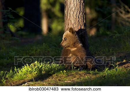 "Brown Bear (Ursus arctos) cub, Karelia, Finland, Europe" View Large Photo Image Stock Image - "Brown Bear (Ursus arctos) cub, Karelia, Finland, Europe". Fotosearch